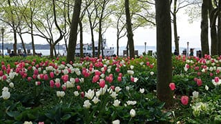 Battery Conservancy Spring Flowers Bloom