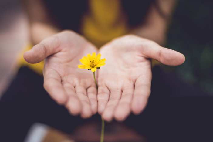 Hands holding a yellow flower