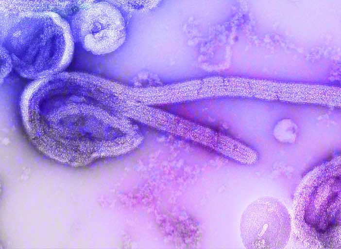 Virus image